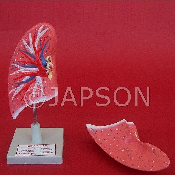 Human Model, Lungs Human Model, Lungs